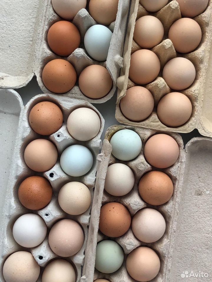 Инкубационное куриное яйцо помесного стада купить на Зозу.ру - фотография № 1