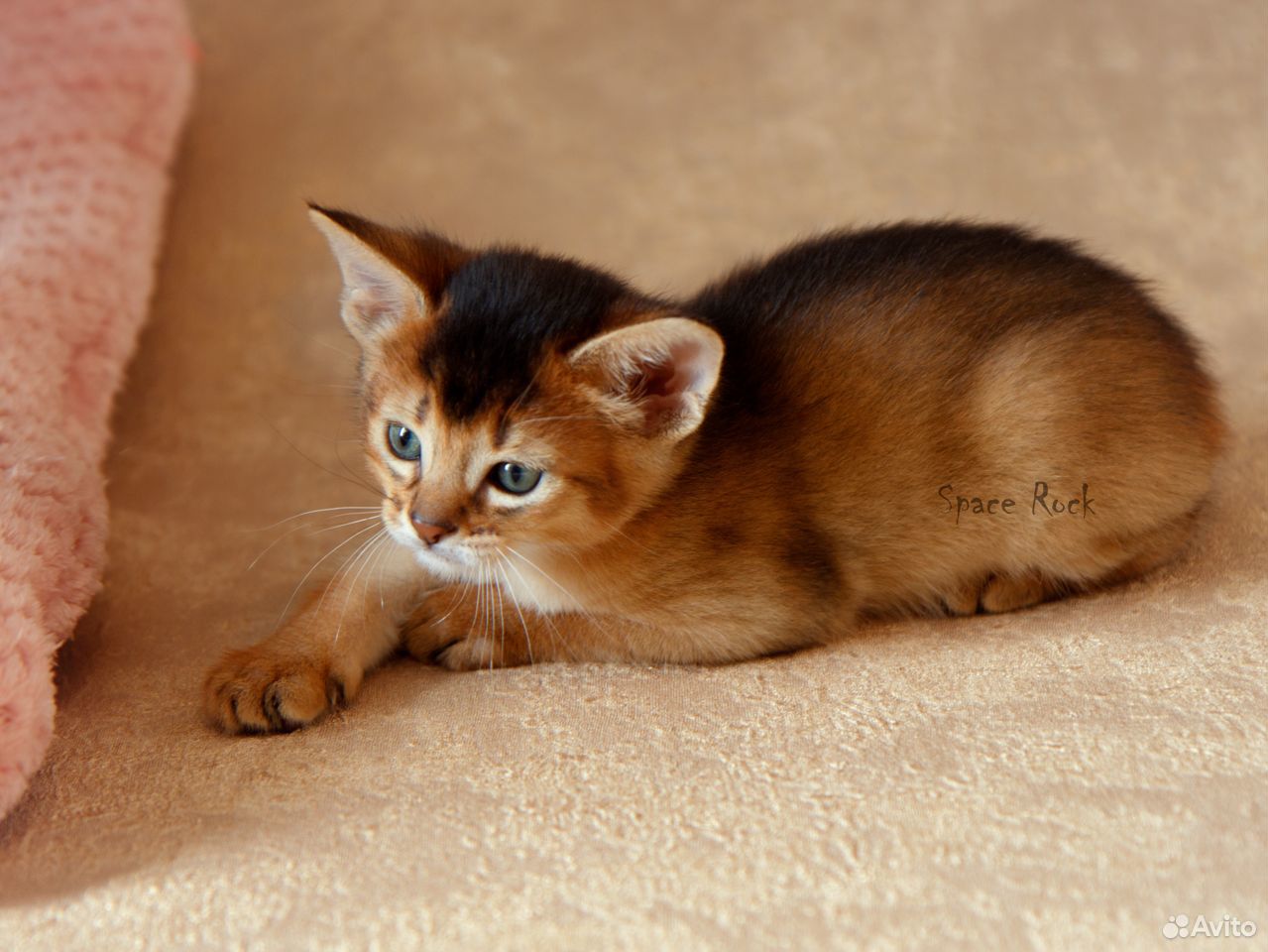 Пушистые маленькие котята Абиссинской кошки