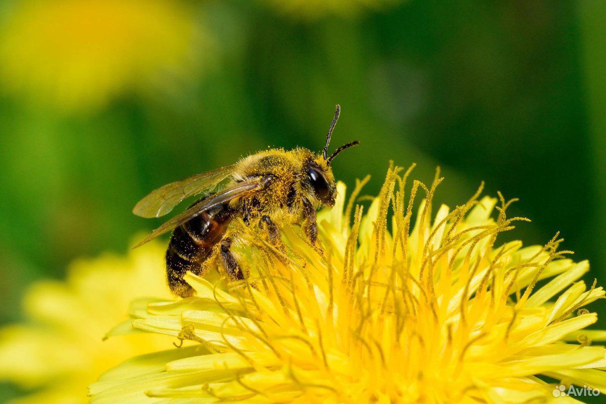 Продам пчелосемьи на высадку в Алейске купить на Зозу.ру - фотография № 1