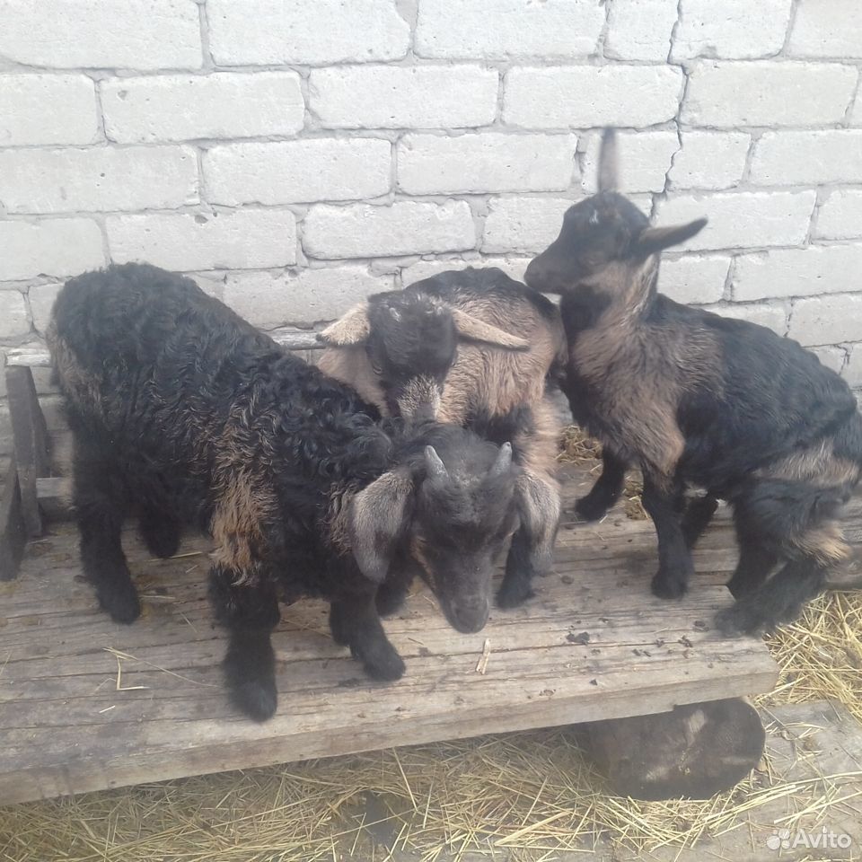 Продам козлят от молочных коз.В Мамонтово купить на Зозу.ру - фотография № 3