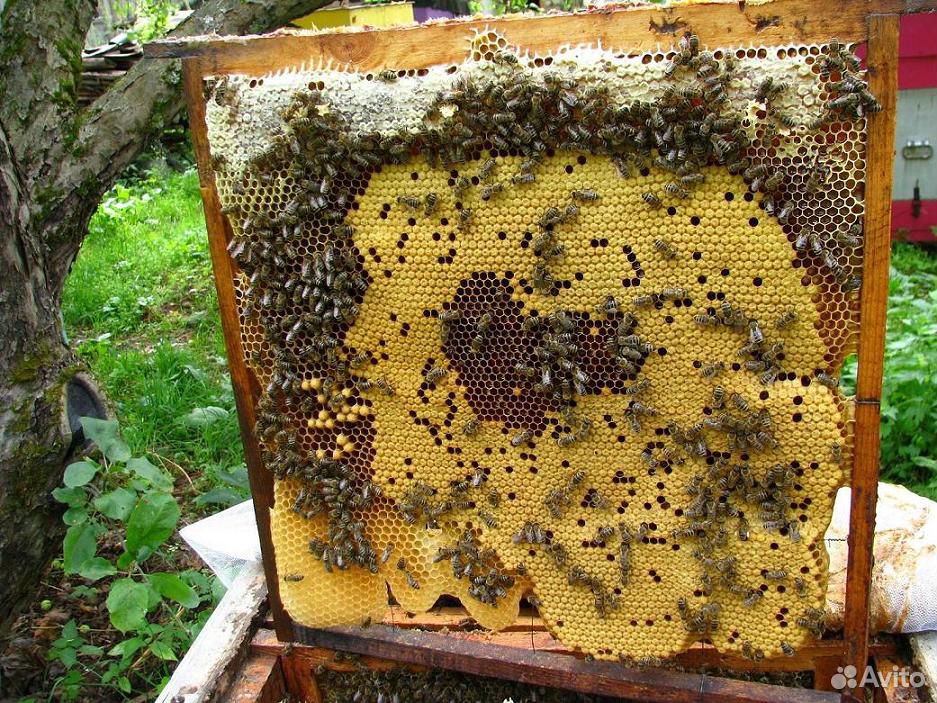 Пчелиные отводки купить на Зозу.ру - фотография № 1