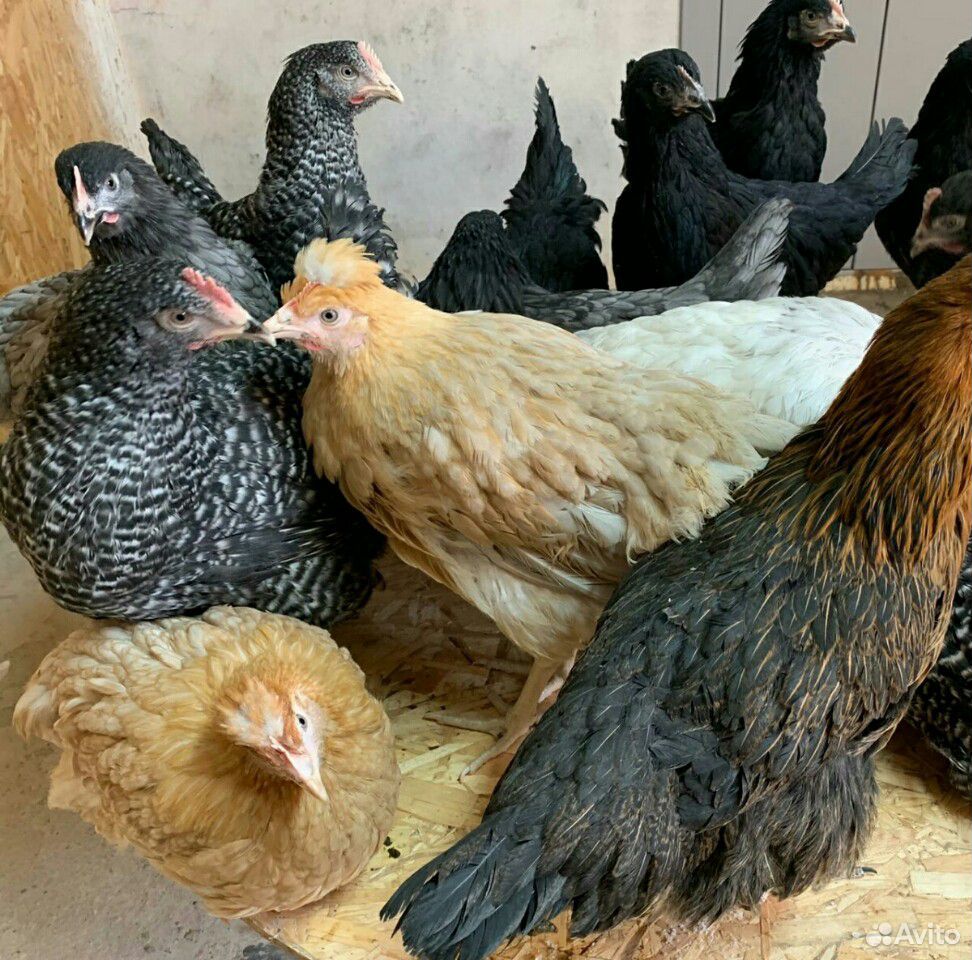 Куры цыплята вьетнамцы купить на Зозу.ру - фотография № 1