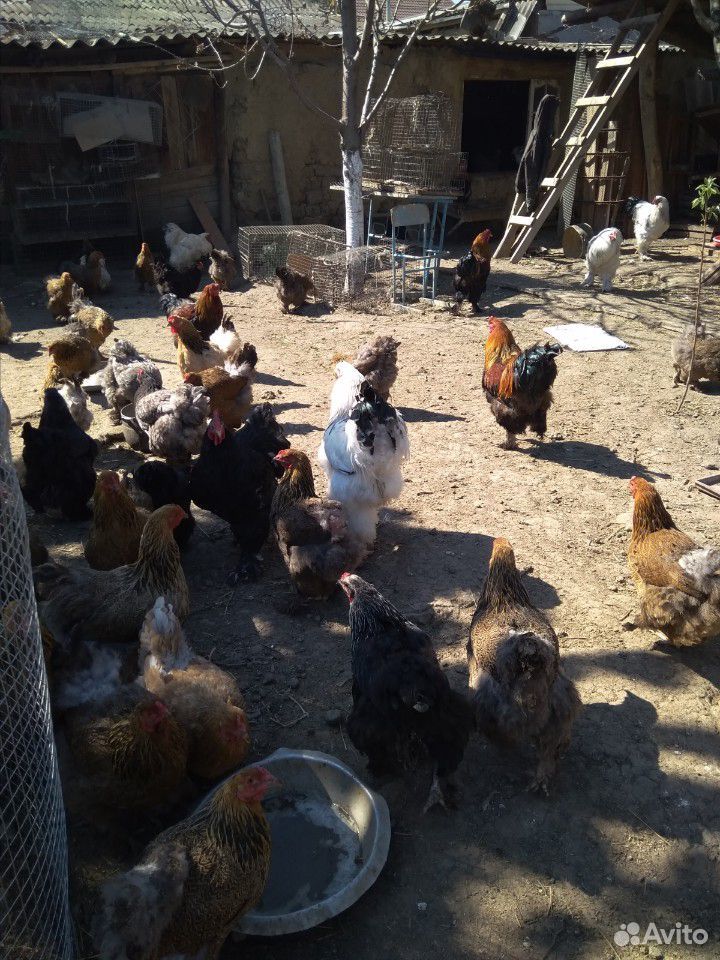 Куры с цыплятами купить на Зозу.ру - фотография № 2