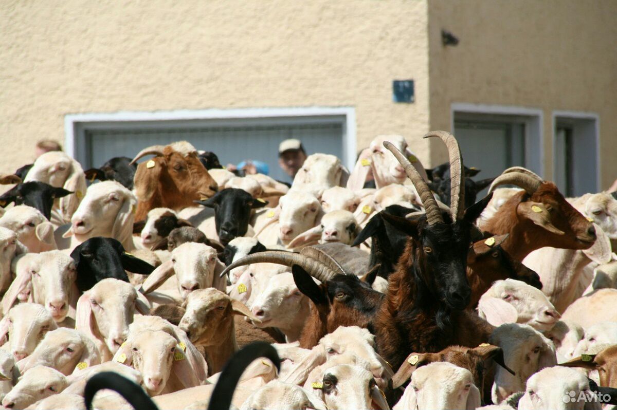 Закупаю крс,овец,коз купить на Зозу.ру - фотография № 4