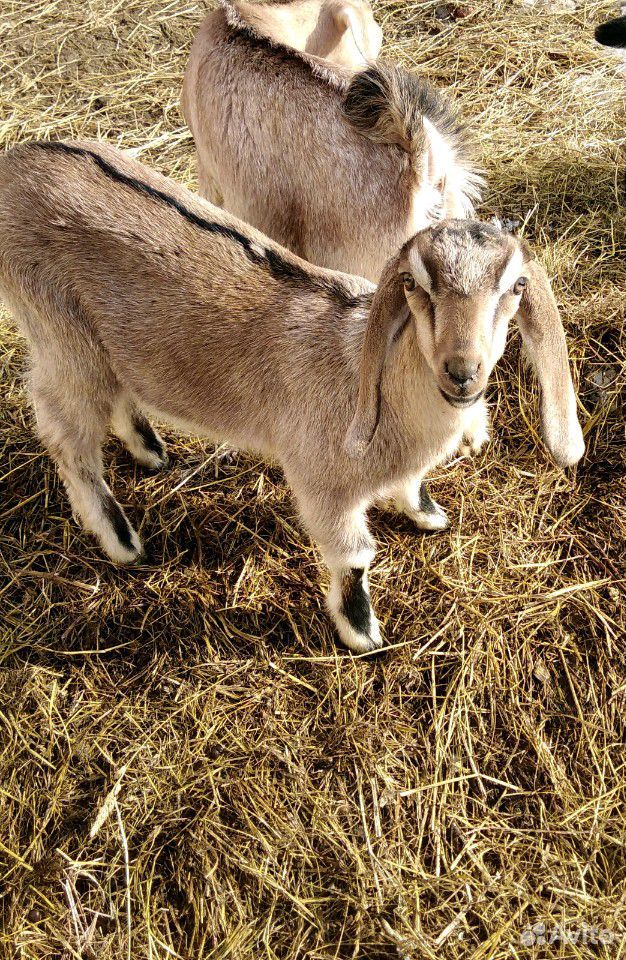 Нубийских козы купить на Зозу.ру - фотография № 9