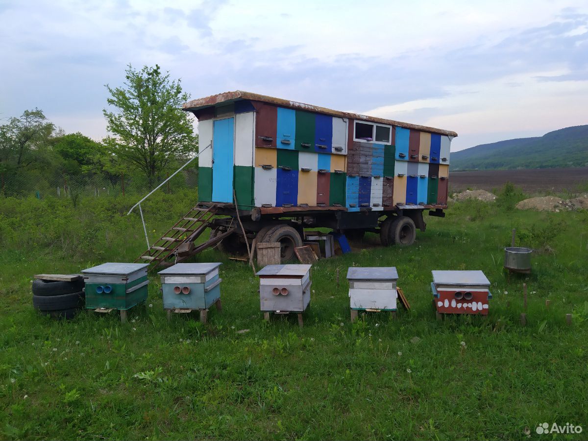 Продаются пчелы с прицепом и без купить на Зозу.ру - фотография № 3