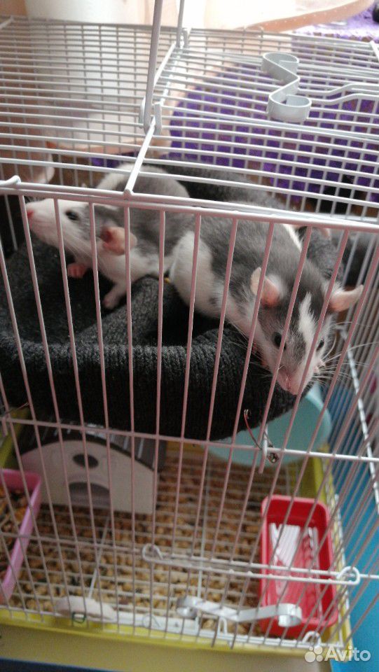 Крысы купить на Зозу.ру - фотография № 3