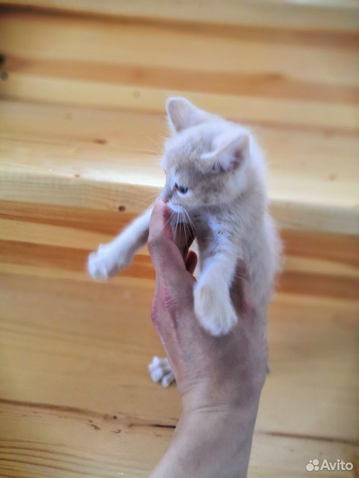 Кот купить на Зозу.ру - фотография № 6