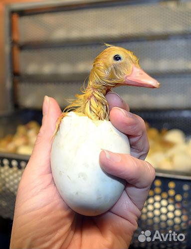 Яйца инкубационные утки купить на Зозу.ру - фотография № 1