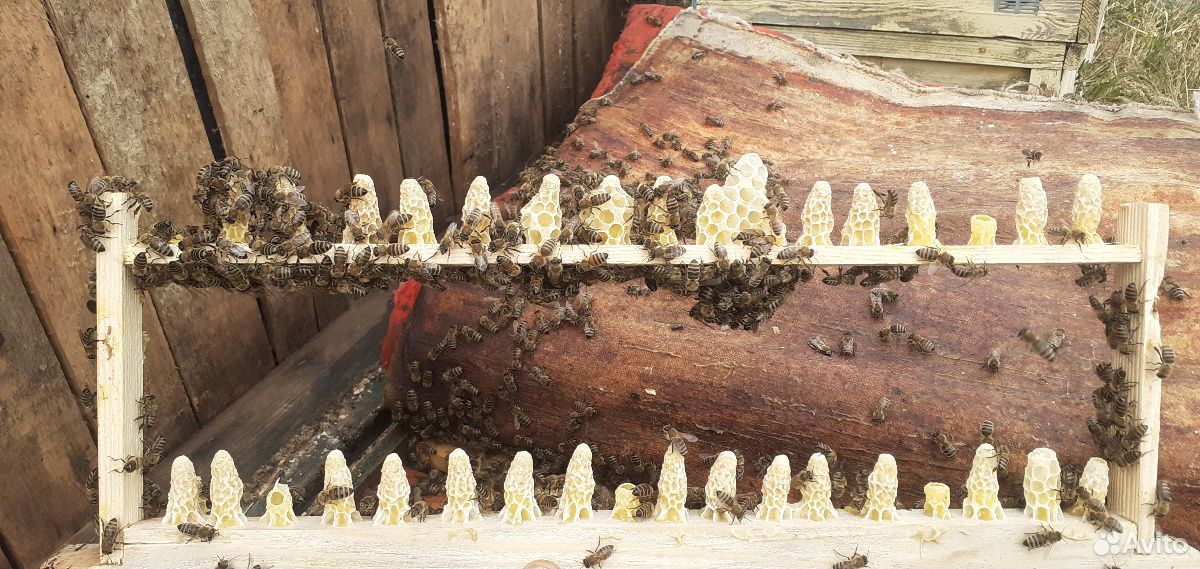 Пчеломаточники купить на Зозу.ру - фотография № 1