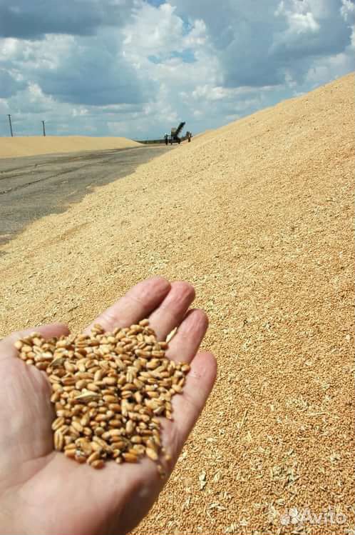 Продам пшеницу,кукурузу,ячмень купить на Зозу.ру - фотография № 1