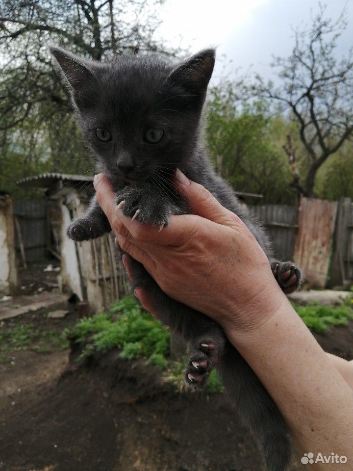 Котик ищет хозяев купить на Зозу.ру - фотография № 1