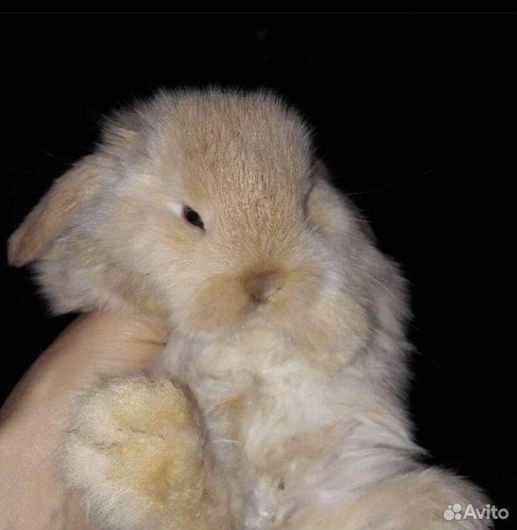Продаётся декаротивный кролик купить на Зозу.ру - фотография № 1
