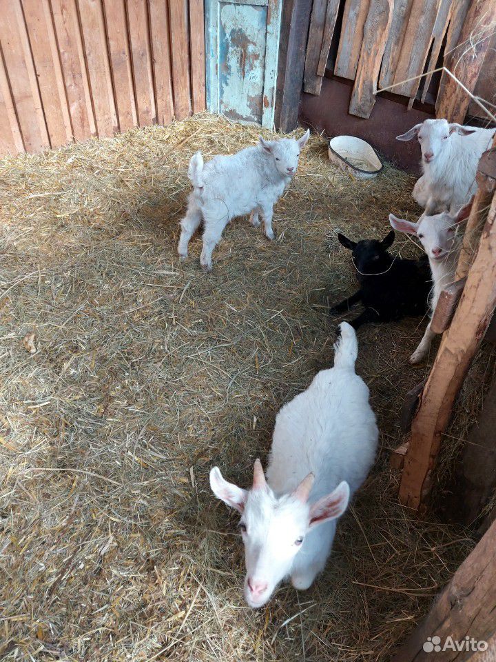 Продам молочных коз и козлят купить на Зозу.ру - фотография № 1