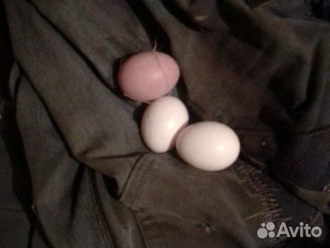 Яйцо инкубацыонное,куриное купить на Зозу.ру - фотография № 4