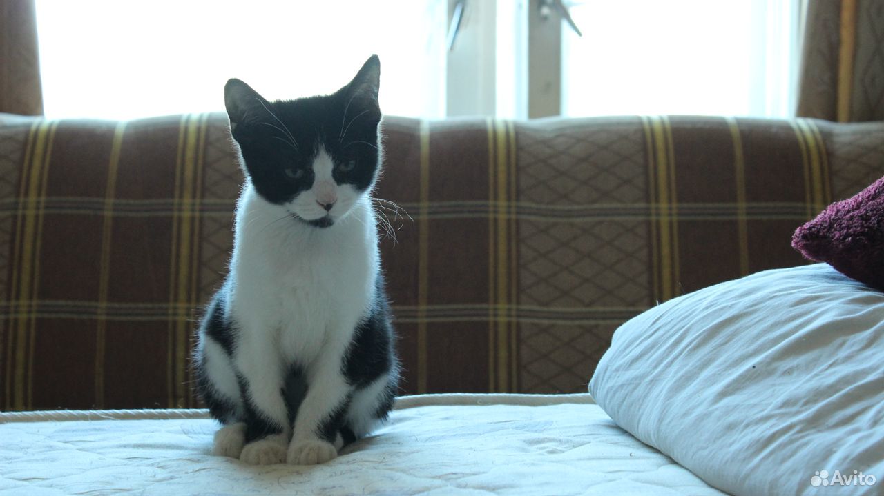 Черные и черно-белые котята, отдам купить на Зозу.ру - фотография № 7
