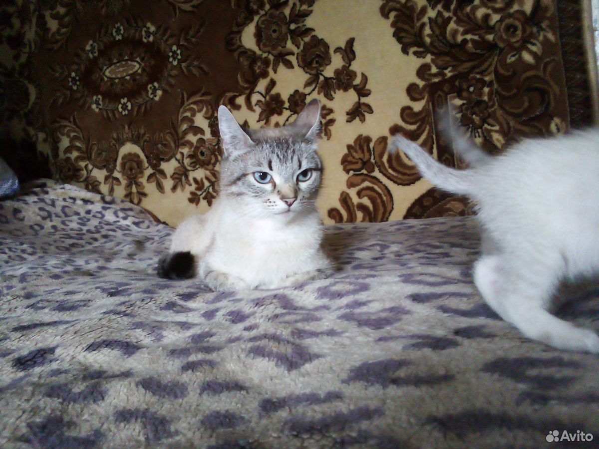 Тайские котята купить на Зозу.ру - фотография № 10