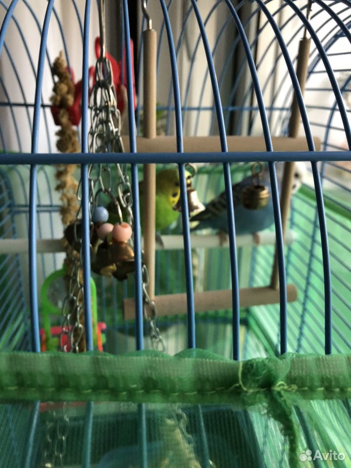 Попугаи мальчик зелёный девочка голубая купить на Зозу.ру - фотография № 2