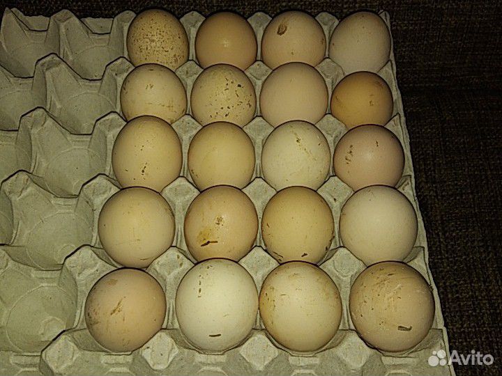 Инкубационные яйца голошеек купить на Зозу.ру - фотография № 1
