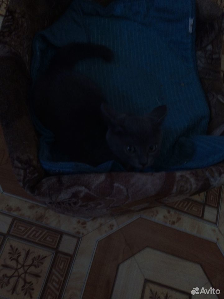 Котёнок, Родился в Марте 17 купить на Зозу.ру - фотография № 1