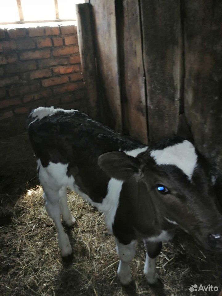 Продам тёлочку от высокоудойной коровы купить на Зозу.ру - фотография № 3
