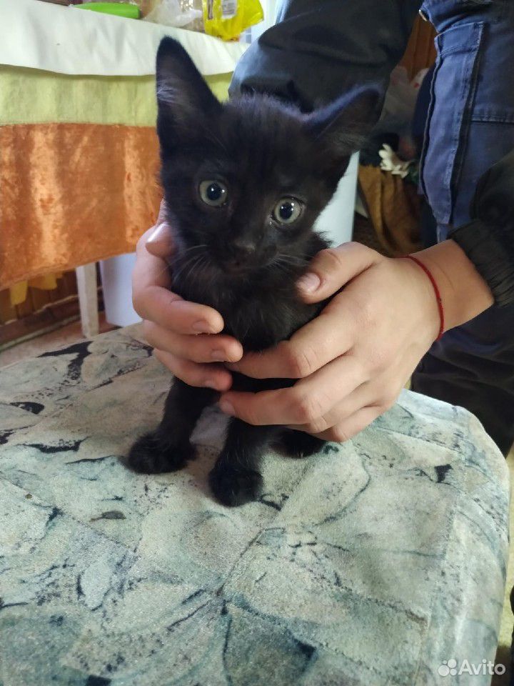 Котята(2 месяца) ищут себе хозяев купить на Зозу.ру - фотография № 2