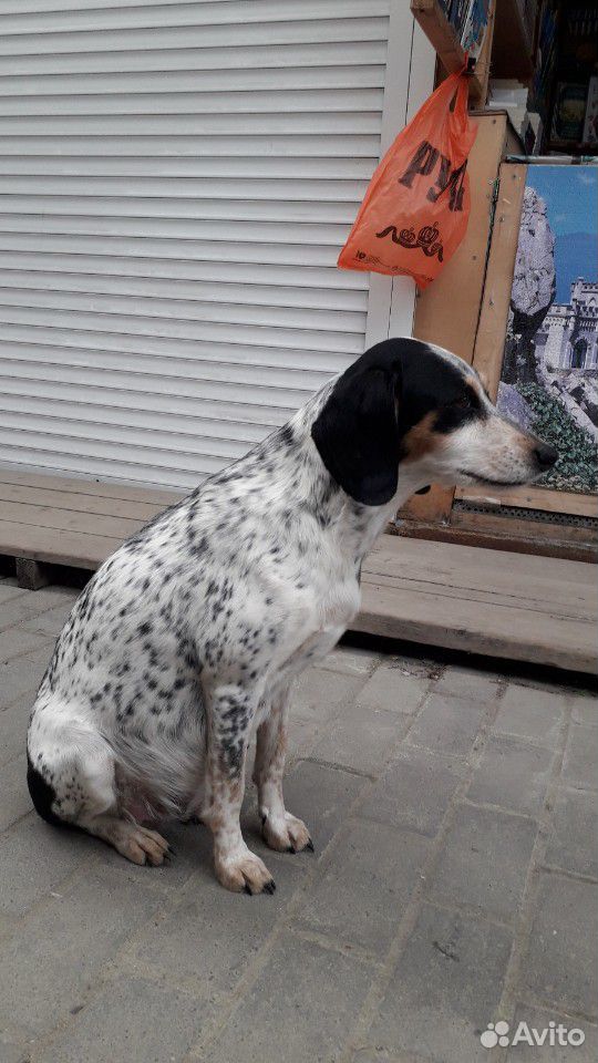 Потерялась породистая собачка,а может выбросили, д купить на Зозу.ру - фотография № 3