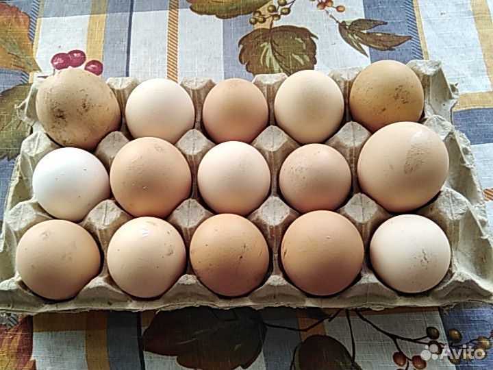 Яйцо купить на Зозу.ру - фотография № 2