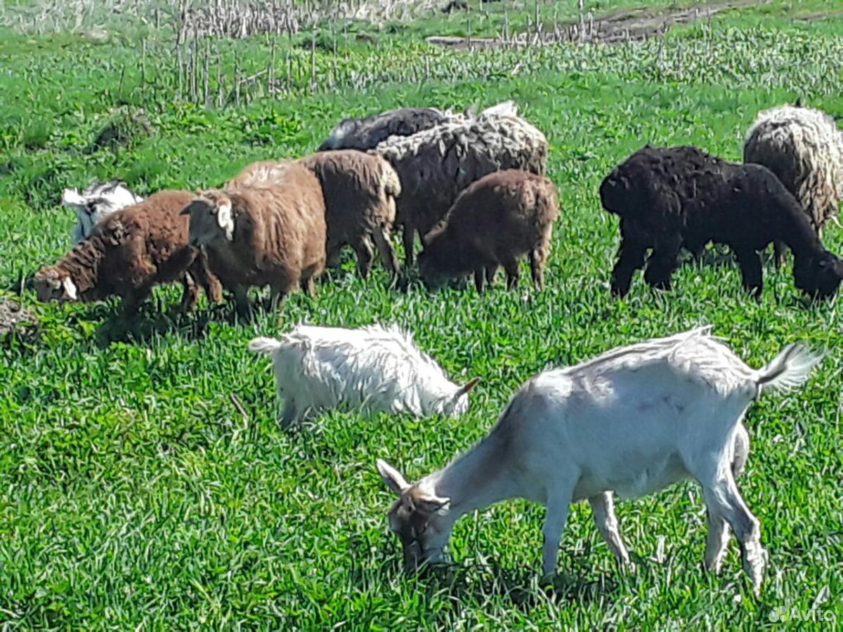 Козы,овцы,козлики купить на Зозу.ру - фотография № 2