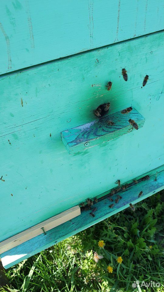 Продам пчёло семьи,с молодыми матками, порода Карн купить на Зозу.ру - фотография № 1