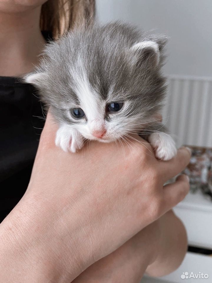 Котёнок (девчуля) купить на Зозу.ру - фотография № 1