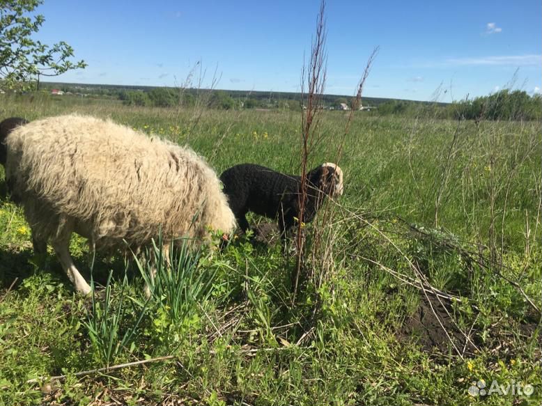 Овца с барашком купить на Зозу.ру - фотография № 1