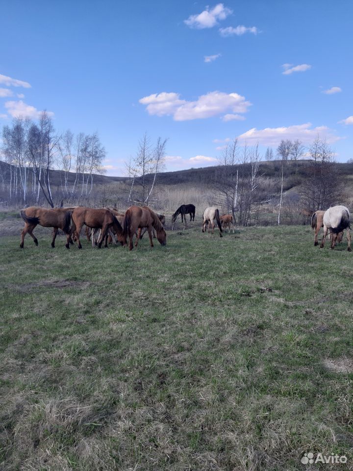 Косяк лошадей купить на Зозу.ру - фотография № 2
