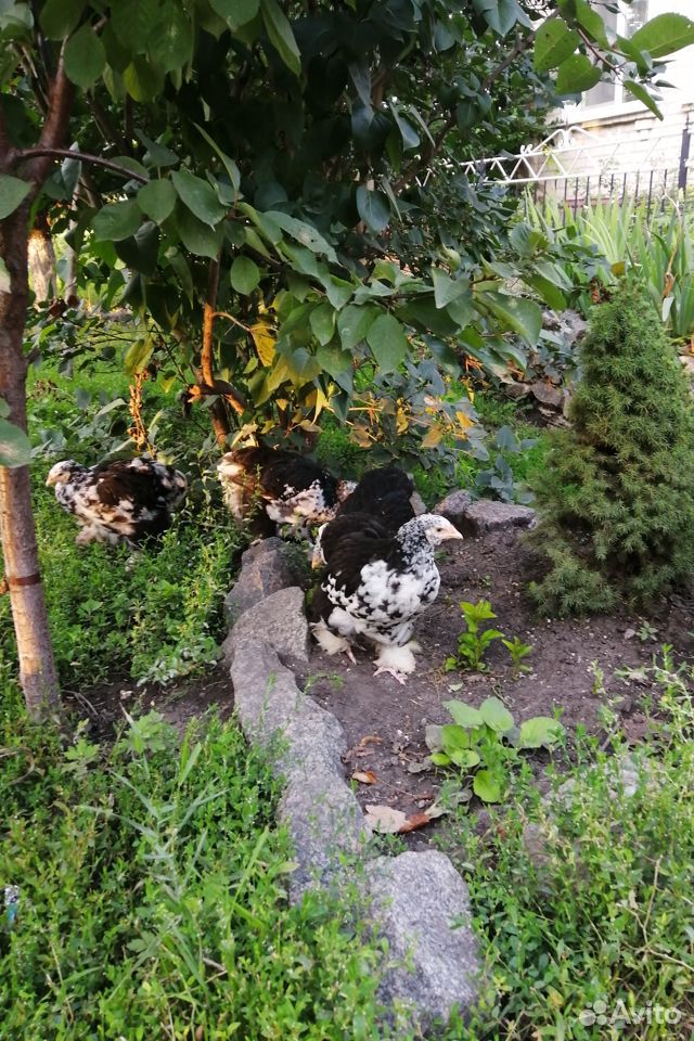 Продам цыплят породы "Британская мраморная" купить на Зозу.ру - фотография № 6