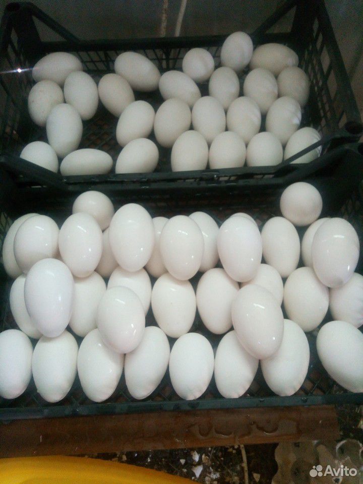 Гусиное инкубационное яйцо купить на Зозу.ру - фотография № 6