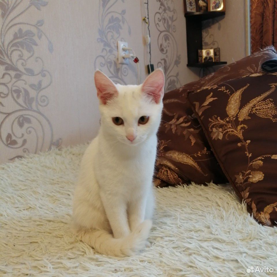 Котенок беленький купить на Зозу.ру - фотография № 3