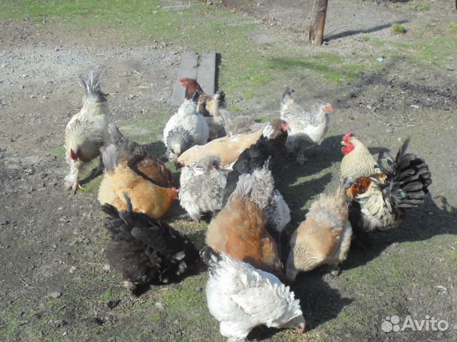 Цыплята Брама купить на Зозу.ру - фотография № 3