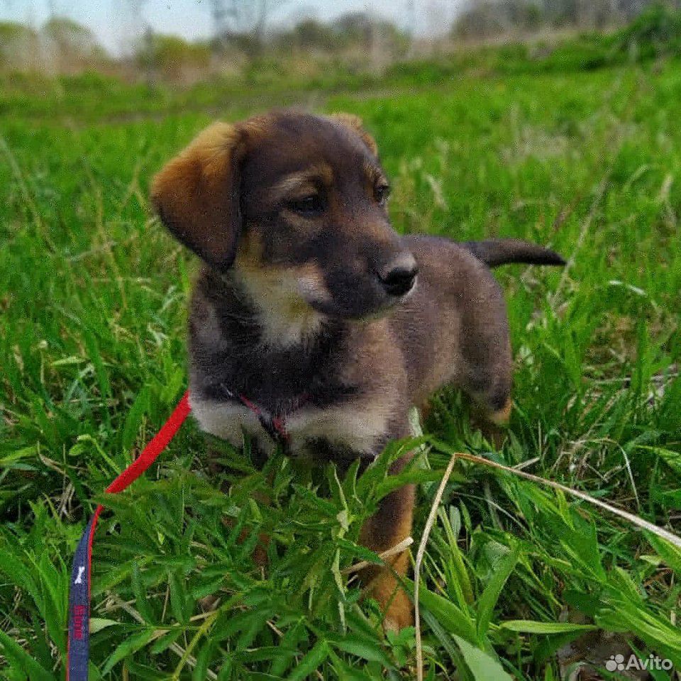 Очаровательный щенок Кнопка ищет дом купить на Зозу.ру - фотография № 2
