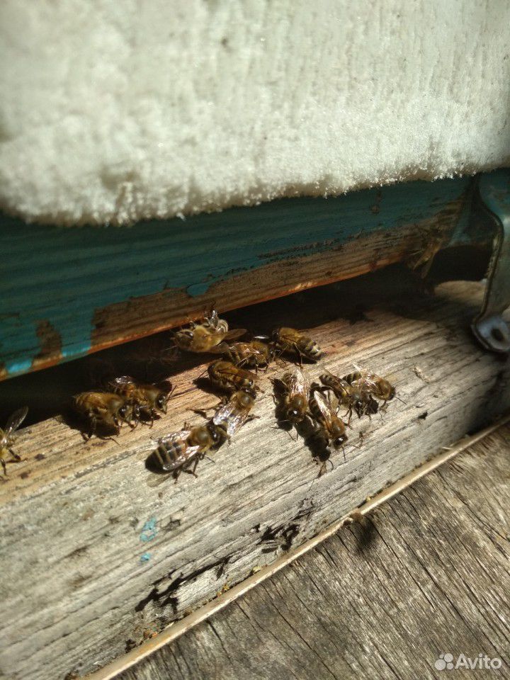 Пчелы отводки, 3+1, помесь Бакфаст с местными зимо купить на Зозу.ру - фотография № 2