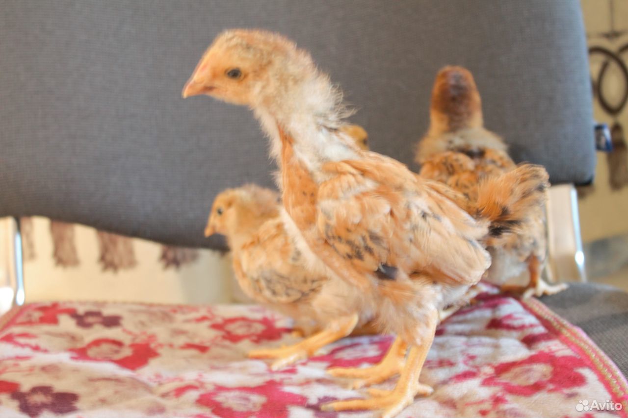 Продам цыплят породы кучинская юбилейная купить на Зозу.ру - фотография № 3