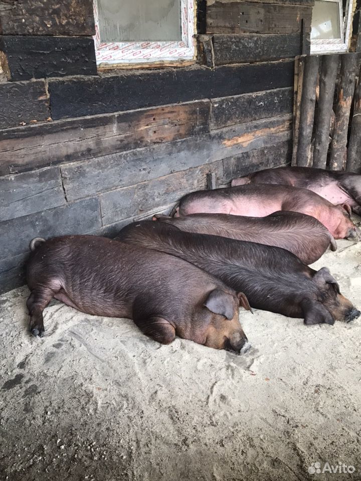 Свинки на свиноматок купить на Зозу.ру - фотография № 2