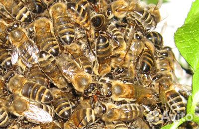 3 пчелосемьи купить на Зозу.ру - фотография № 1