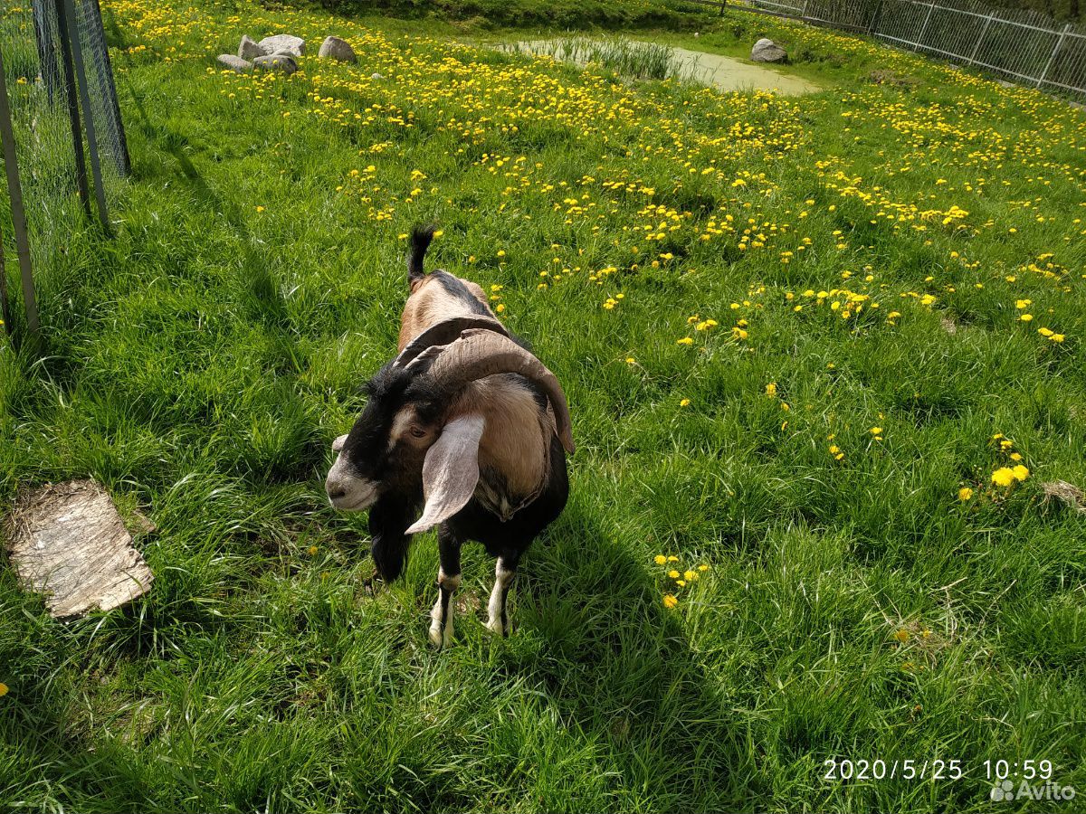 Англо-Нубийский козел купить на Зозу.ру - фотография № 2