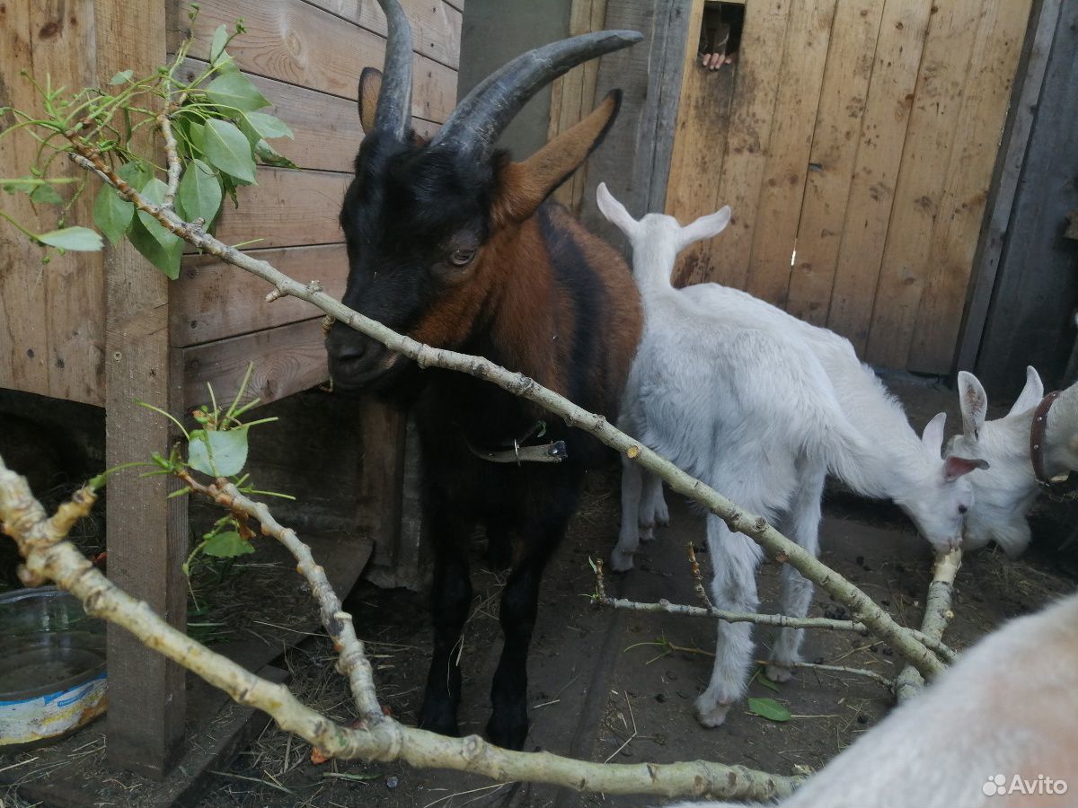 Чешская коза и чешский козёл купить на Зозу.ру - фотография № 4
