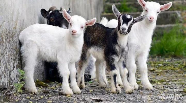 Продаются дойные козы,козлики и козочки 2,5 мес купить на Зозу.ру - фотография № 1