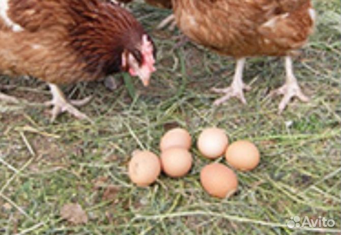 Инкубационное яйцо кур несушек купить на Зозу.ру - фотография № 1