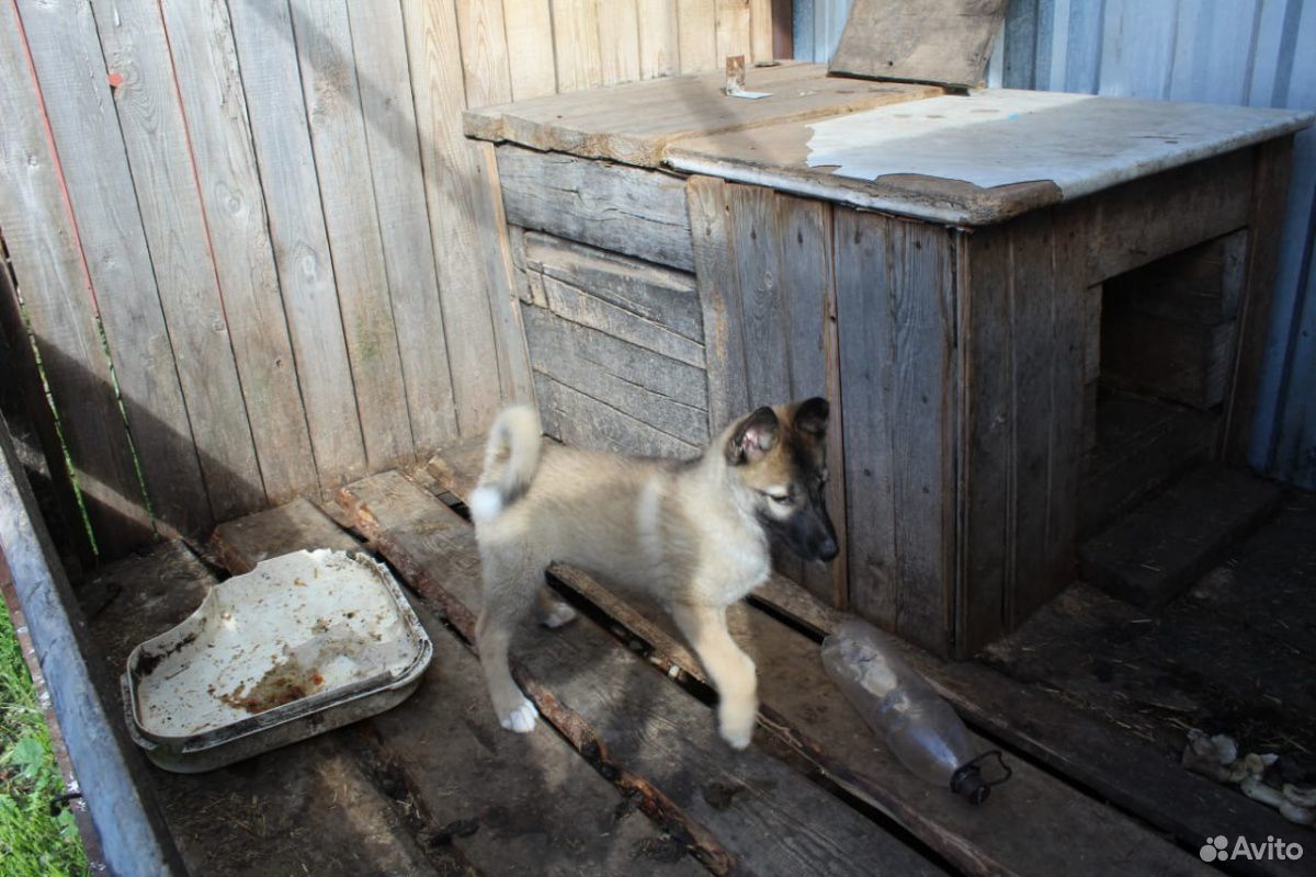 Чистопородный щенок зсл купить на Зозу.ру - фотография № 3
