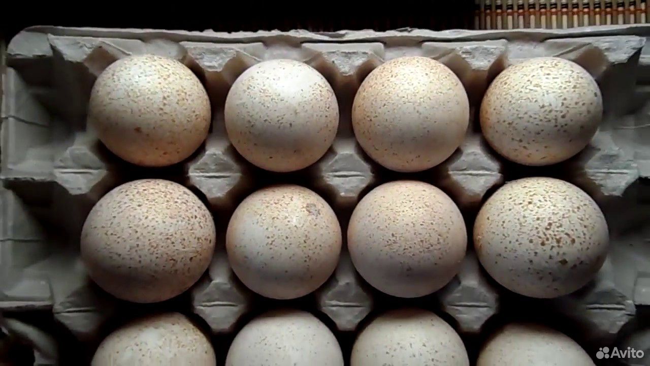 Купить яйцо инкубационное алтайский. Инкубационное яйцо индейки. Яйца инкубационное индаутинное. Инкубационное яйцо индюков. Инкубационное яйцо индейки Хайбрид.