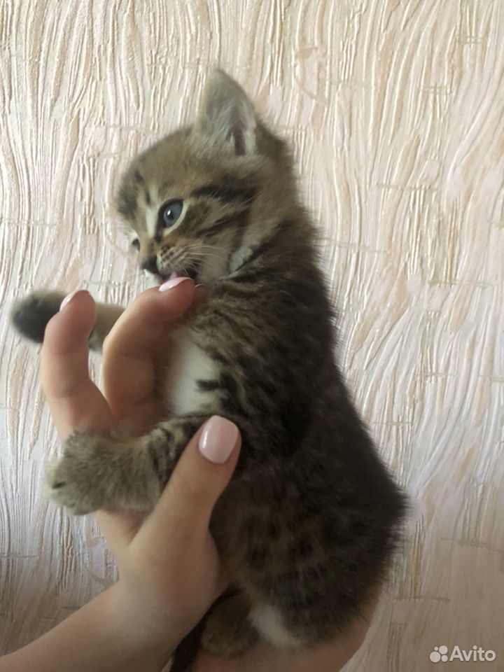 Отдам котёнка (мальчика) в добрые руки купить на Зозу.ру - фотография № 5