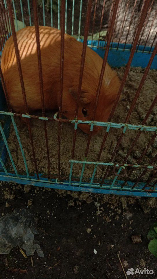 Морская свинка купить на Зозу.ру - фотография № 2